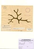 藏品(Codium tenue (Kutzing) Kutzing)的圖片